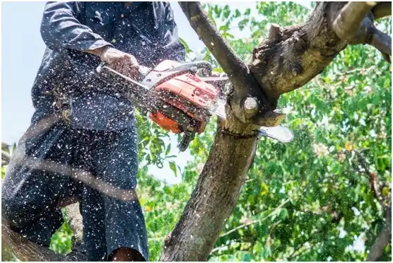 tree services South Ogden